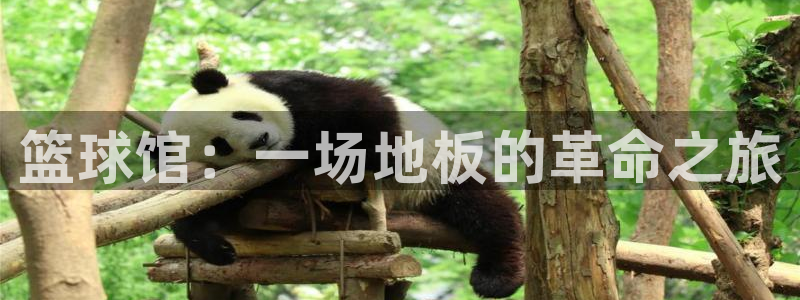 MK体育官网下载招商电话地址:篮球馆:一场地板的革命之旅